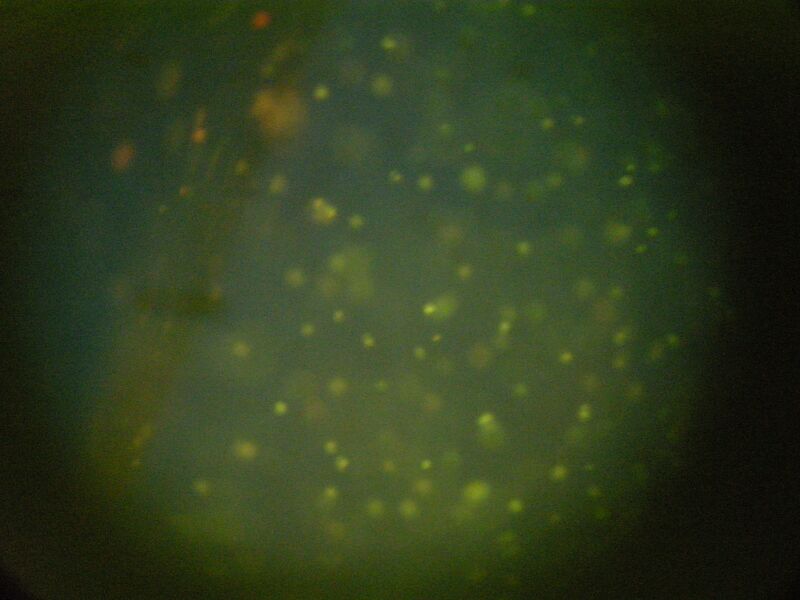 File:WF Blu Control MSC.JPG