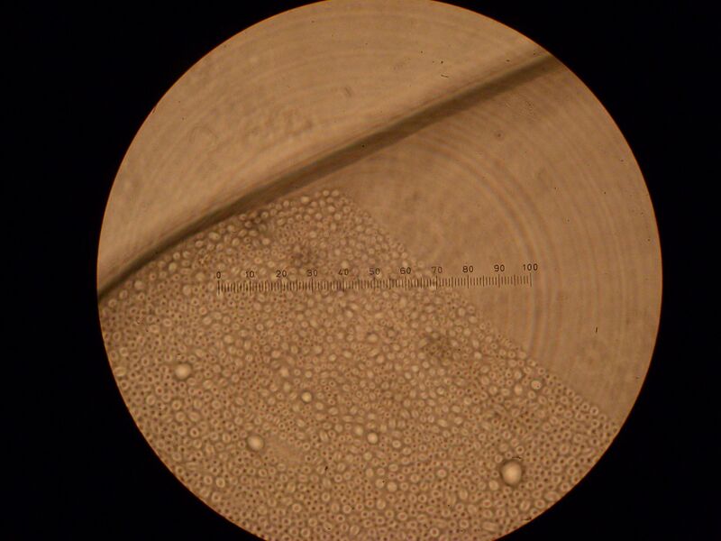 File:IC07 image089.jpg