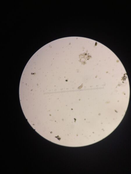 File:Image livepaparme.jpg