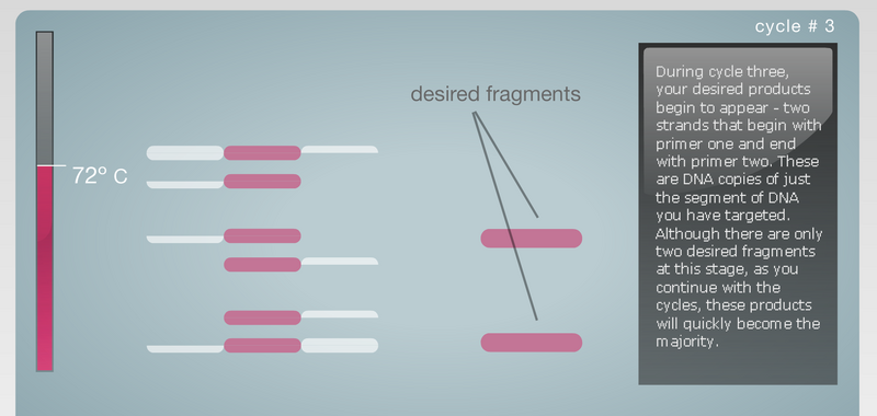 File:PCR Image14.png