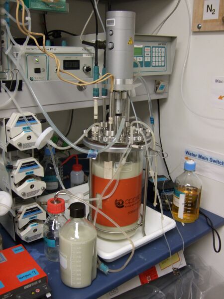 File:SAP A6 Fri 300710 10am harvest..JPG