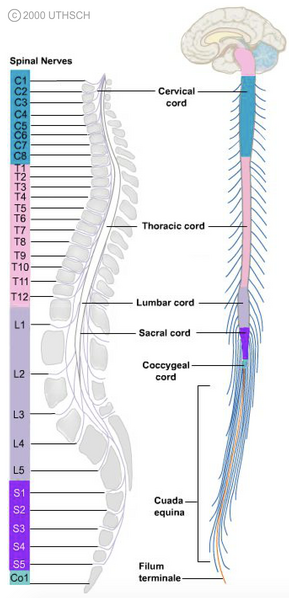 File:Spinalcord.png