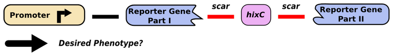 File:Split-gene.png