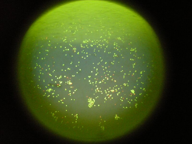 File:WF YG 0 mg mL Collagen.JPG