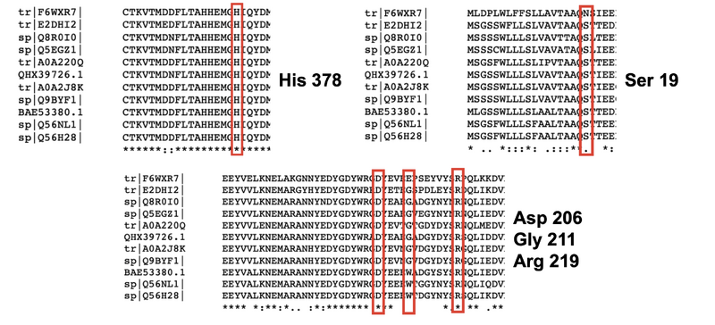 File:Amino acids species residues 1.png