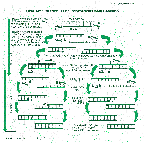 File:BME103 Group3 PCRexample.gif