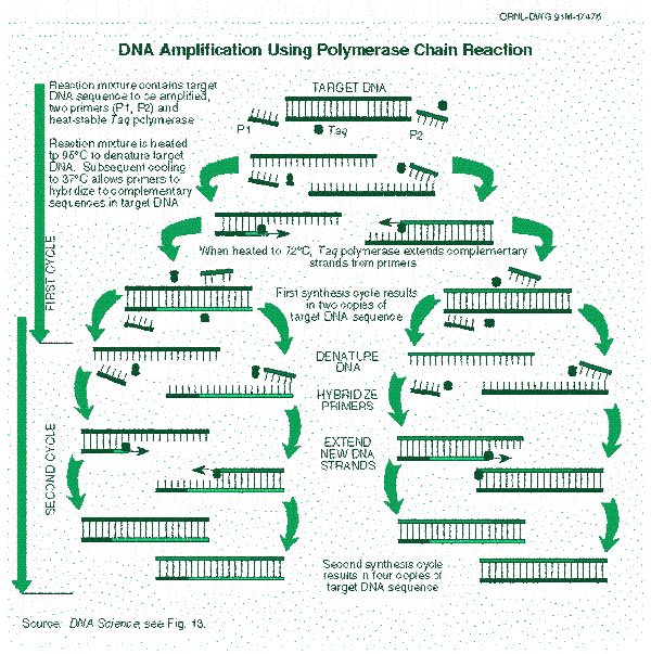 An illustration of how the primers bind to the sample DNA and then how the selected segment of DNA is amplified.