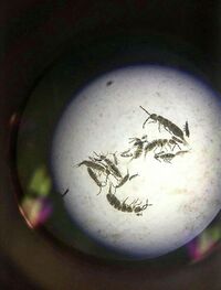 termites in sample #1