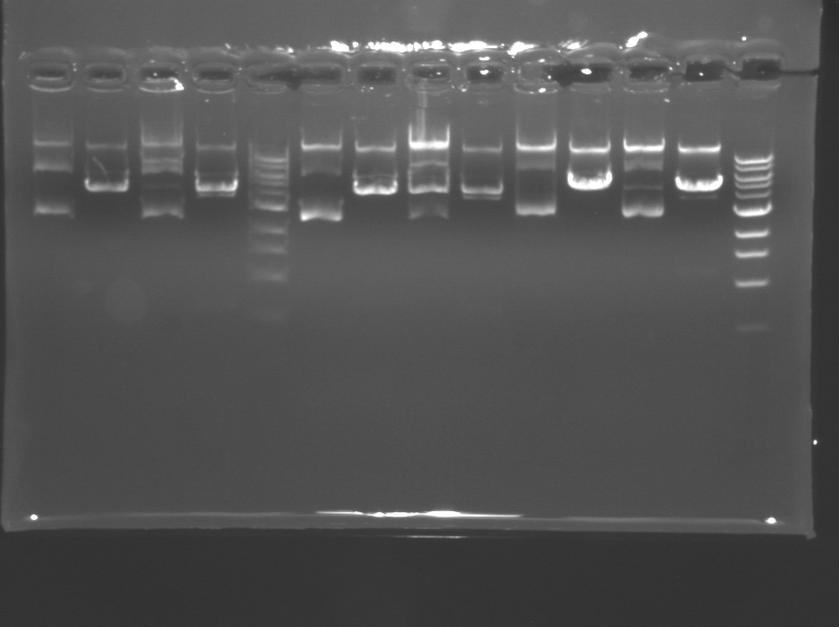 File:F08-M1D6 WF-Purple.BMP