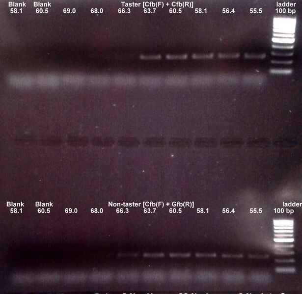 File:GradientPCRelec 07.10.jpg