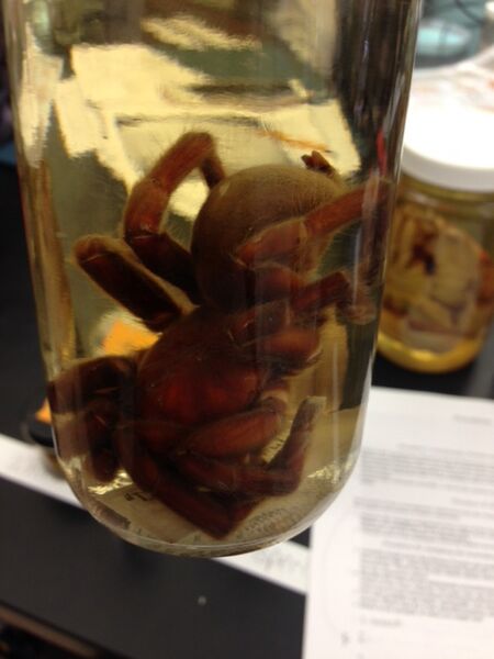 File:Identification Arachnida.JPG