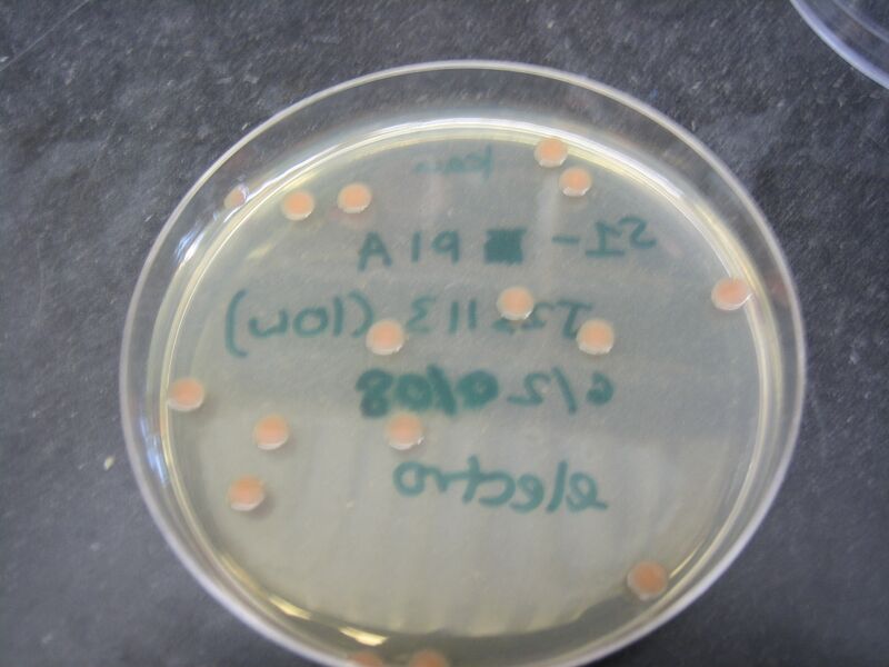 File:SHEWIE Plate 1.JPG