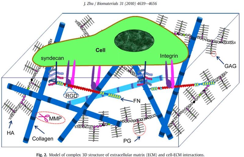 File:Tewiki fig2.jpg