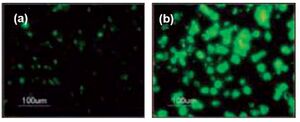 Fig. 5: Enhanced chondrogenesis of human embryonic stem cell-derived cells (hESDCs) when exposed to RGD peptides, or chondrocyte-conditioned media. Pictures show hydrogel sections that were immunostained for collagen type II, an abundant cartilage ECM protein. hESDCs in unmodified PEGDA hydrogels showed little differentiation after 3 weeks in chondrogenic media (a), whereas neocartilage was formed by cells in RGD-conjugated hydrogels (b)[16].
