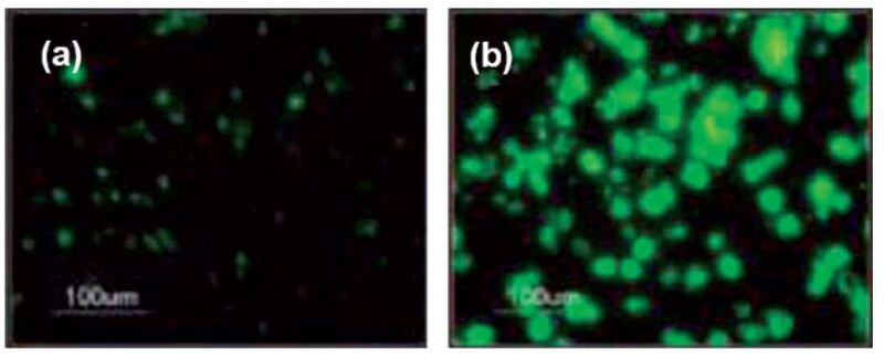 File:Tewiki fig5.jpg