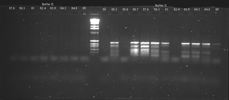 File:20110304 Row3.TIF