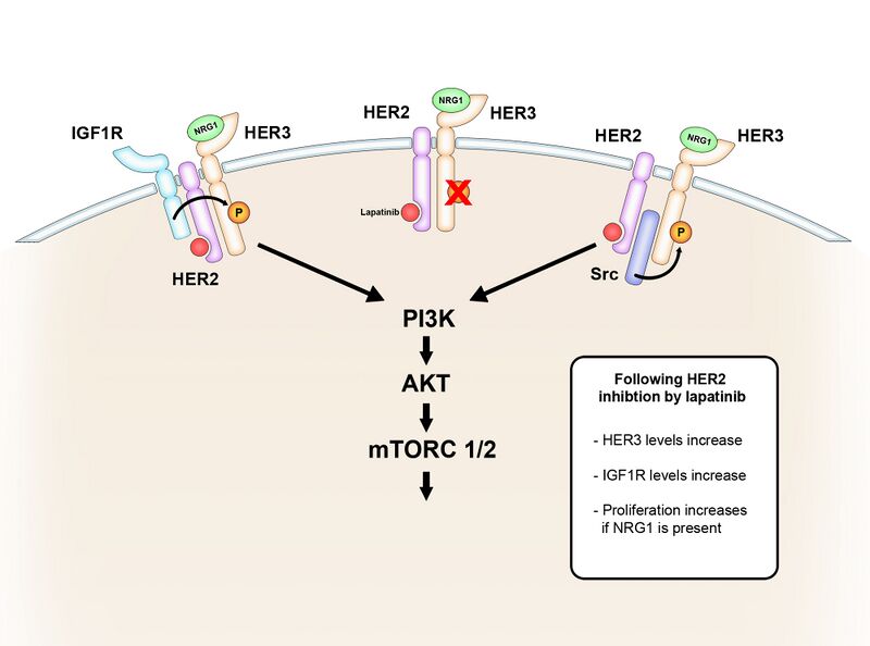 File:Prelim NRG figure.jpg