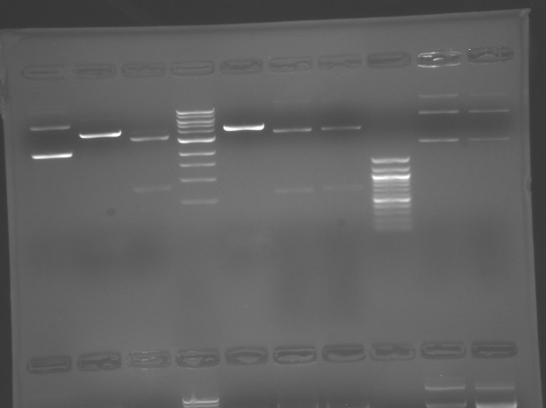 File:S10 M2D5 WF gel-Pink.jpg