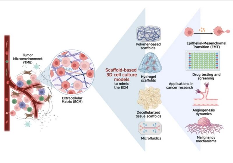 File:Scaffold uses.jpg