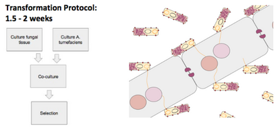 Cartoon of A. tumefaciens-mediated transformation of fungi, R. Perez 2020.