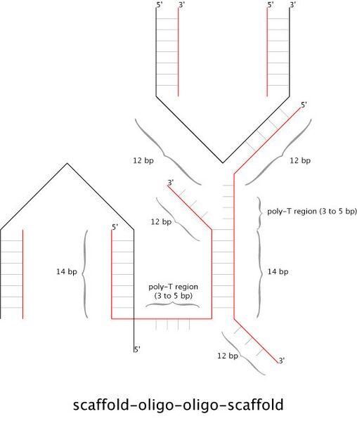File:IGEM harv06 mattlatch1.jpg
