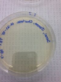 File:LeoRoisman T7.JPG