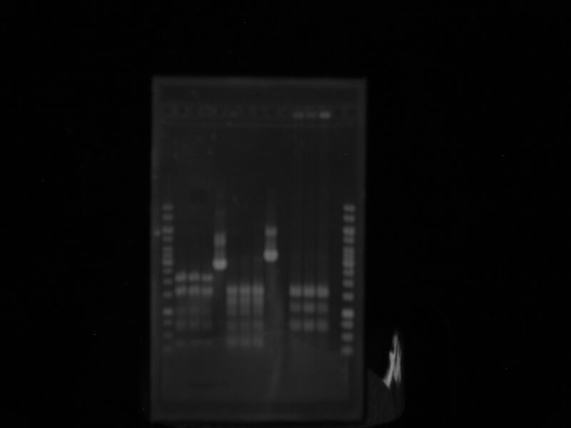 File:Restriccion LRE.JPG