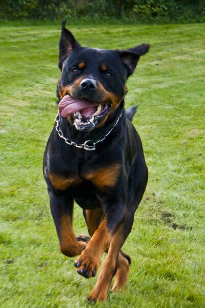 File:Rottweiler Vishnu.jpg