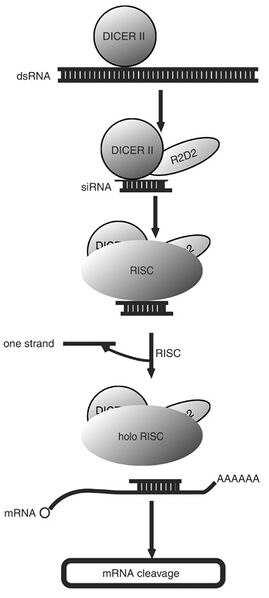 File:SiRNA flow chart.jpg