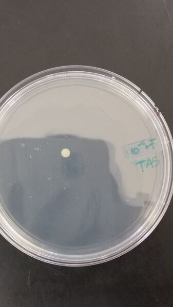 File:Tyler Faulkner Serial 10^-5 + T.jpg