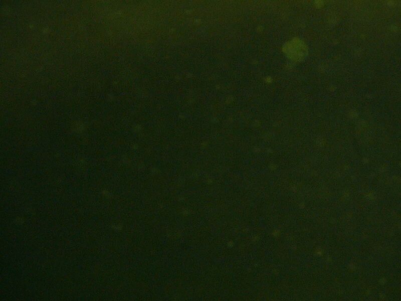 File:Control FITC.jpg