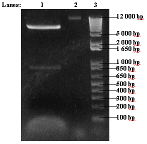 File:ICGEMS T7GEL2.bmp