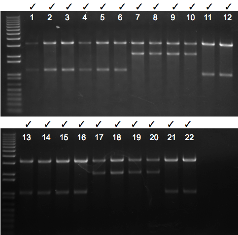 File:KAH 080410 gel1.tif