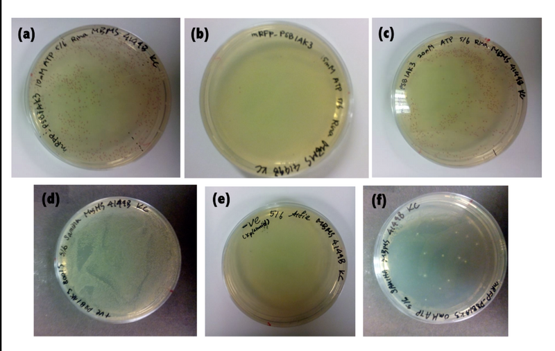File:Plates.jpg