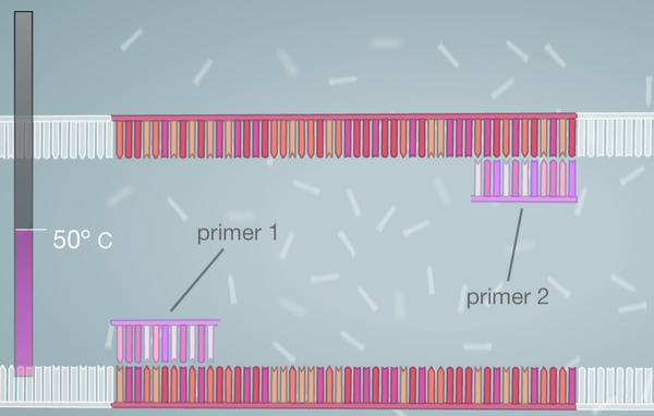Binding of Primers on DNA