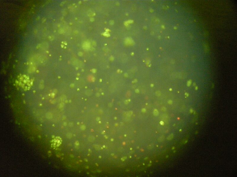 File:Red TR FBS Surface.JPG