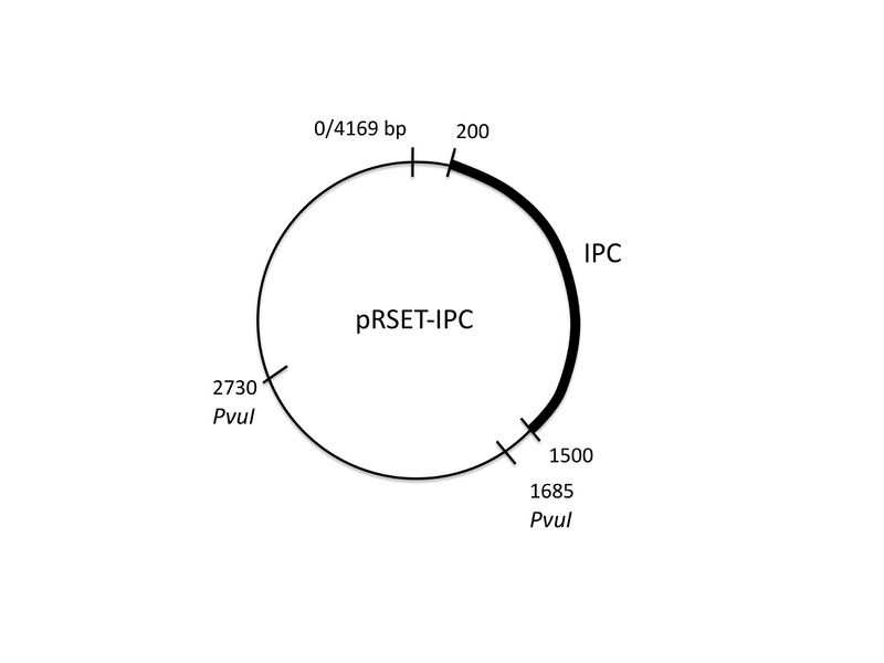 File:20.109 pRSET-IPC-map.jpg