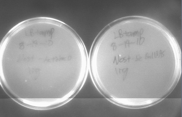 File:815 colonies 5.jpg