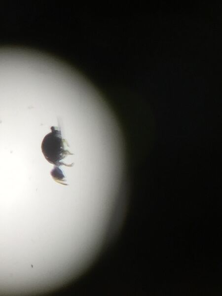 File:Arthropod 3.JPG