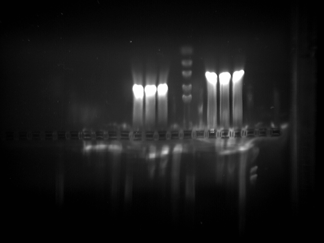 File:CONTROL.PCR.tif
