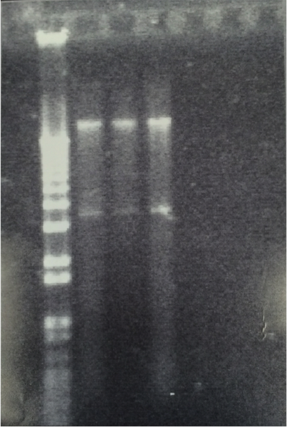 File:Gel of pht3101 -Cry1Ac.png