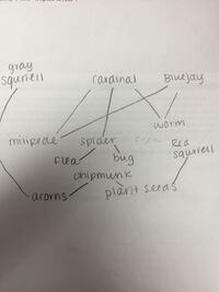 Figure 5.4. Hypothetical Food Web