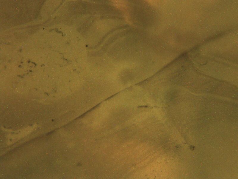 File:Test1PBS autoclav myo10x.jpg