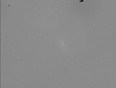 This sample has 1:20 dilution of DNA in Popping Buffer. Only 4 beads in this FOV were stuck. The rest looked like good tether candidates. That's awesome because there are a lot of beads here.