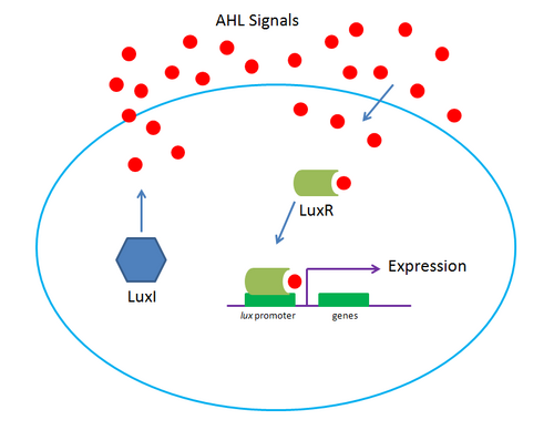 Lux System at High Concentration