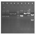 Thumbnail for version as of 01:17, 4 July 2011