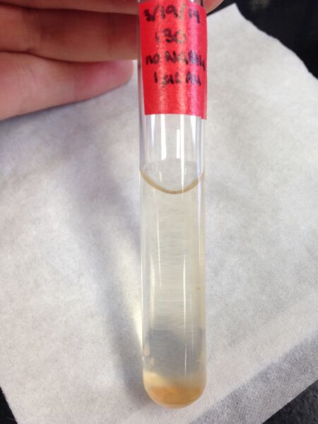 File:130, 1uL Au.jpg