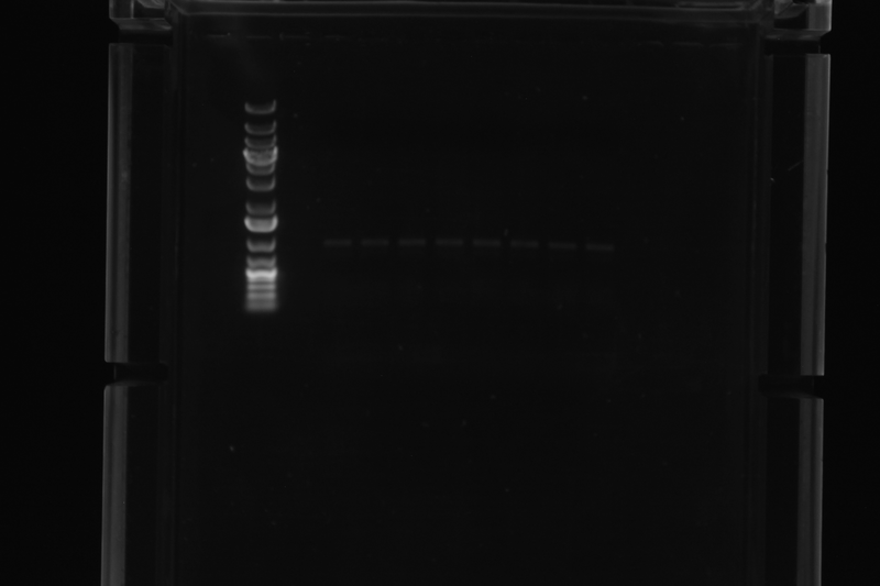 File:2015-08-05 Gal4EED-luc PCR products.TIF