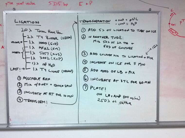 Ligation and transformation protocols