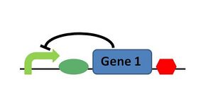 Negative Feedback Loop
